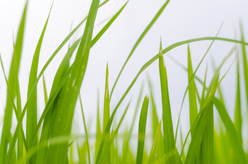 Naklejka premium green rice field in farm background