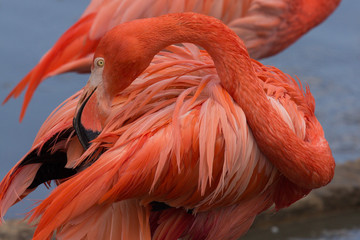 pink flamingo preening its feathers on the pond
