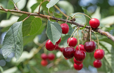 Sauerkirschen, Prunus cerasus, Sour cherries