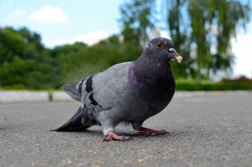 dove on the road eating