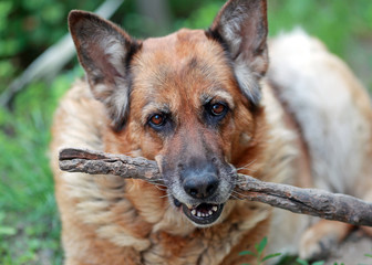 стара овчарка с палкой в зубах