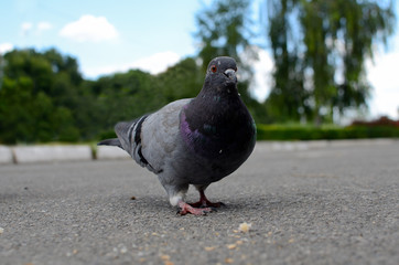 dove on the road eating