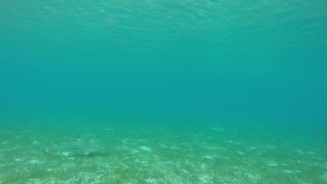 blacktip sharks in the lagoon