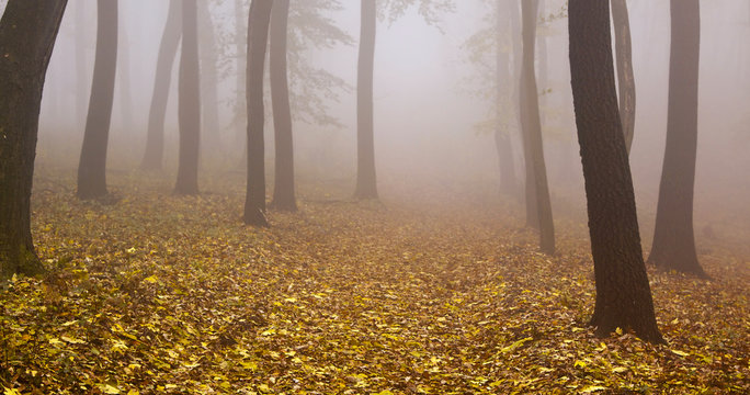 Foggy autumn wood website banner