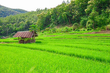 Fototapeta na wymiar Blue sky and green Terraced Rice Field in PA bong piang Chiangma