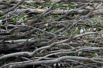 brushwood bunch
