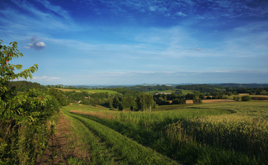 Hot summer day on meadow