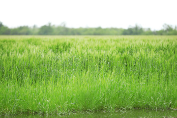 Wheat crops field after the rain