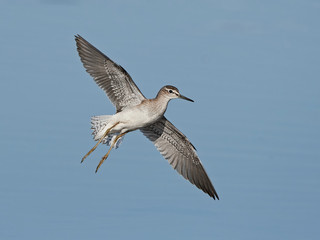 Wood sandpiper (Tringa glareola)