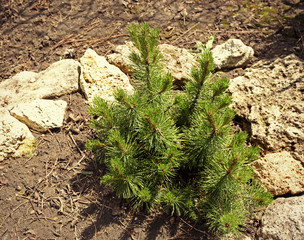 Little green pine tree in garden