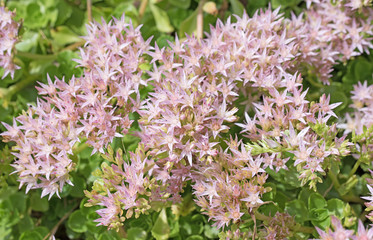 Mauerpfeffer, Fetthenne, Sedum