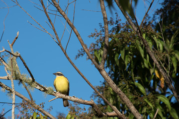 A yellow and black bird sitting on the tree