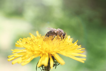 Bee on a dandelion