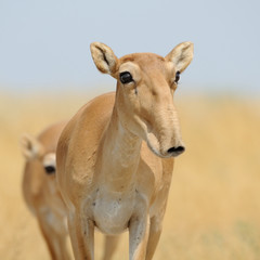 Wild female Saiga antelope in Kalmykia steppe - 116278332