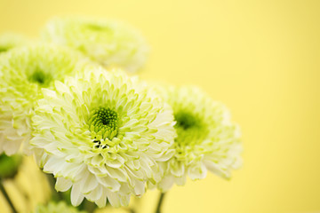 Beautiful chrysanthemum on yellow background