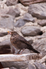 Blackbird Sitting on Wooden Board Eating a Worm, Europe
