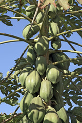 Papaya tree loaded of fruit, ready to be picked