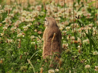 Naklejka na ściany i meble Cape Ground squirrel in grass