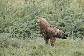 Schreiadler (Aquila pomarina)