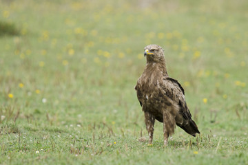 Schreiadler (Aquila pomarina)