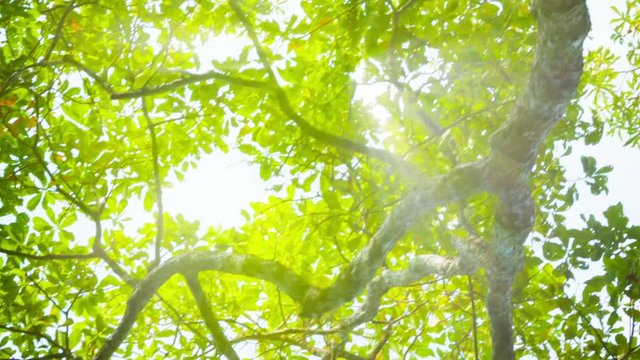 Video 1080p - Blinding sun through tree leaves
