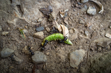 Black Carpenter Ants Eating