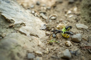 Black Carpenter Ants Eating