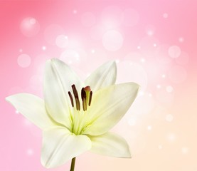 Fototapeta premium Lily.