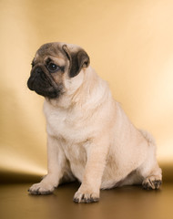 Pug puppy on golden background