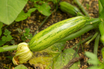 Young courgette plant growing.in the garden