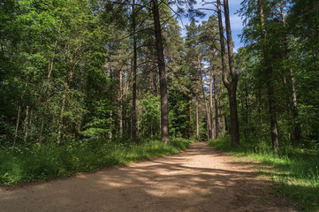 Path in the forest.