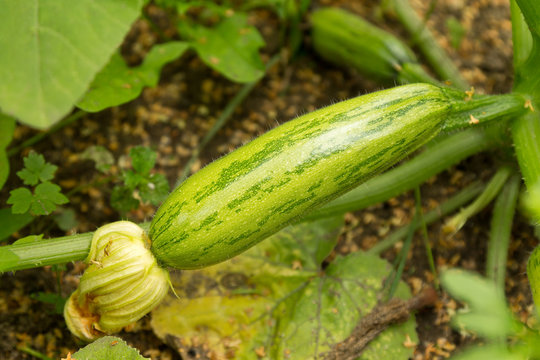 Young courgette plant growing.in the garden
