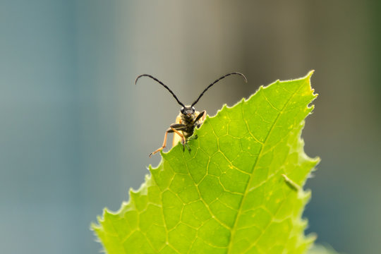 Leptura livida beetle sitting on a green leaf