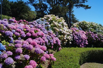 Obraz premium ploumanach, Bretagne, océan, pierre, granit, amour, ciel, hortensia