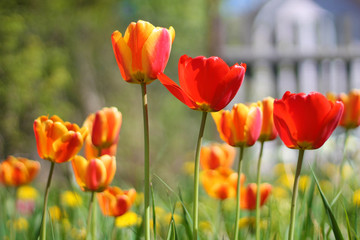 Obraz premium Tulips flower with tulip background pattern