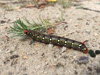 Raupe des Wolfsmilchschwärmers
