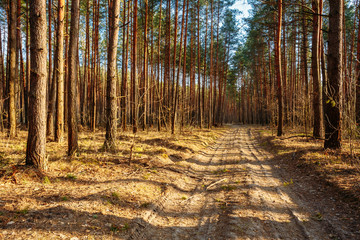 Sandy countryside road through forest. Sunset Sunrise In Autumn 