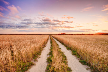 Fototapeta na wymiar Rural Countryside Road Through Wheat Field Landscape. Yellow Bar