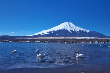 富士山と山中湖のコブハクチョウ