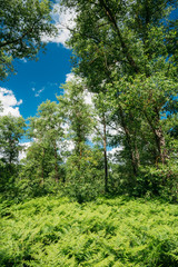 Fototapeta premium Beautyful Summer Forest. Ferns Leaves Green Foliage