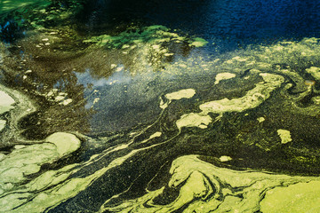 Fototapeta na wymiar Surface Of Wild Bog With Duckweed On Water. Natural Background