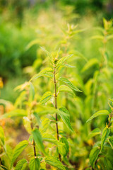 The Twigs Of Wild Nettle, Stinging Nettle Or Urtica Dioica In Summer