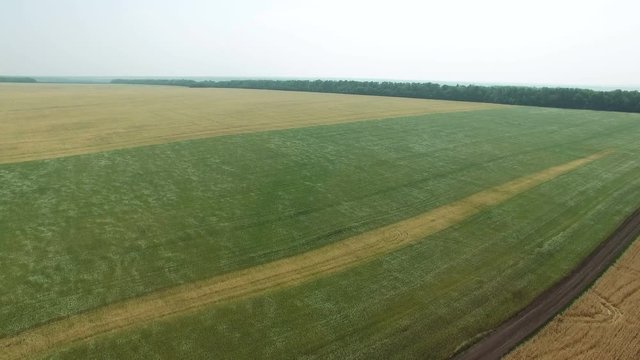 Field of green rye and golden wheat swaying in the wind. Drone flying down. Agriculture industry scene. Summer season time.  4KAerial stock footage clip
