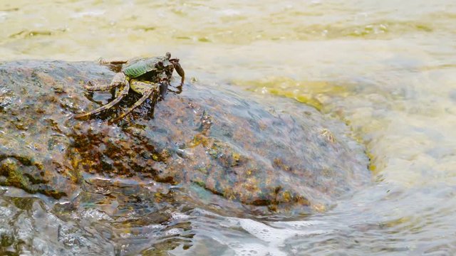 Video 1080p - Crab eats algae from rocks in the sea waves