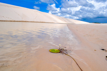 Aquatic plant with a white and yellow flower in a lagoon in Lenc