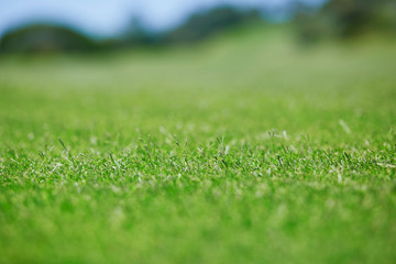 Fototapeta na wymiar green golf courses lawn