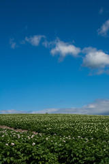 ジャガイモ畑と夏空
