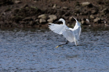 Little Egret, Egretta Garzetta
