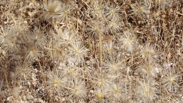 dandelion dry seeds falling to the ground on a summer day