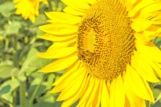  Flower of sunflower close-up on a background of green leaves